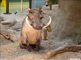 Museo de Vida Silvestre - SAN JUAN